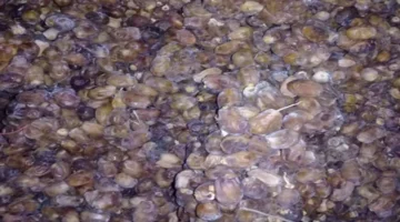التمر التالف في المزارع.. مختصون يحذرون من كارثة اقتصادية تهدد موسم الحصاد